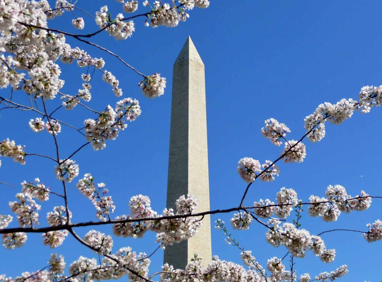 Washington DC cherry blossoms