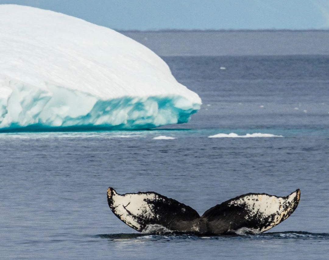 Whale