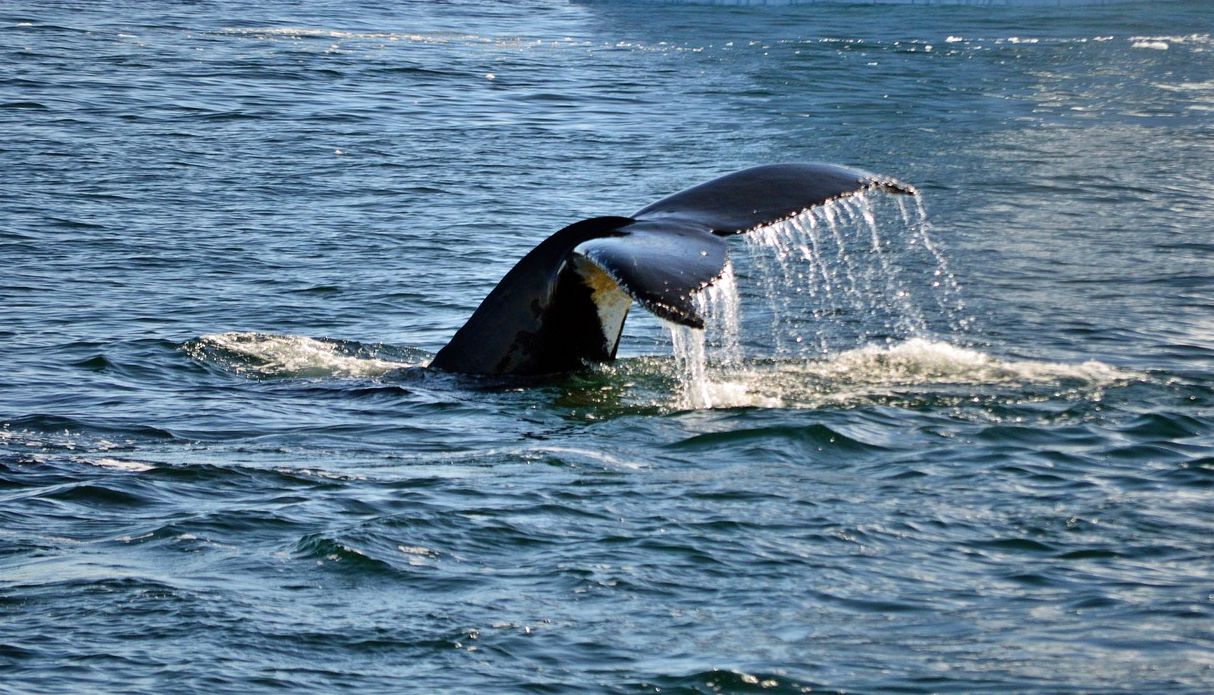 Whale in Antarctica
