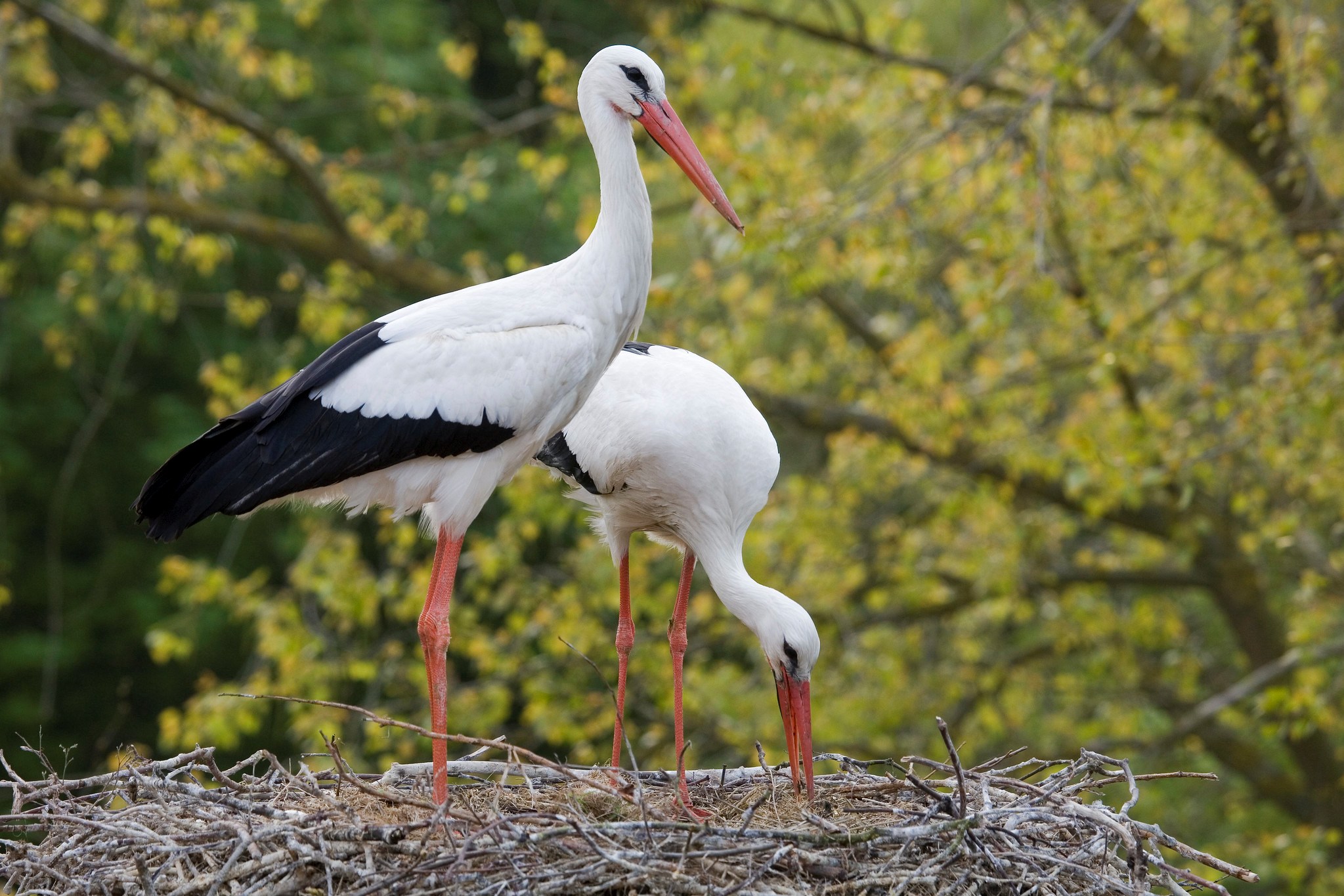 White storks in Zwin Nature Reserve