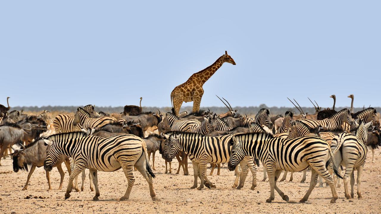 Ostrich, zebra and giraffe