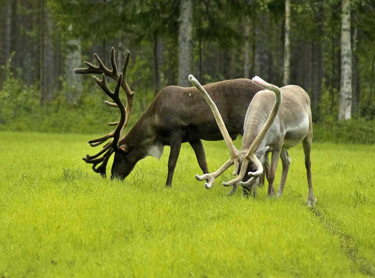 Wildlife in Finland