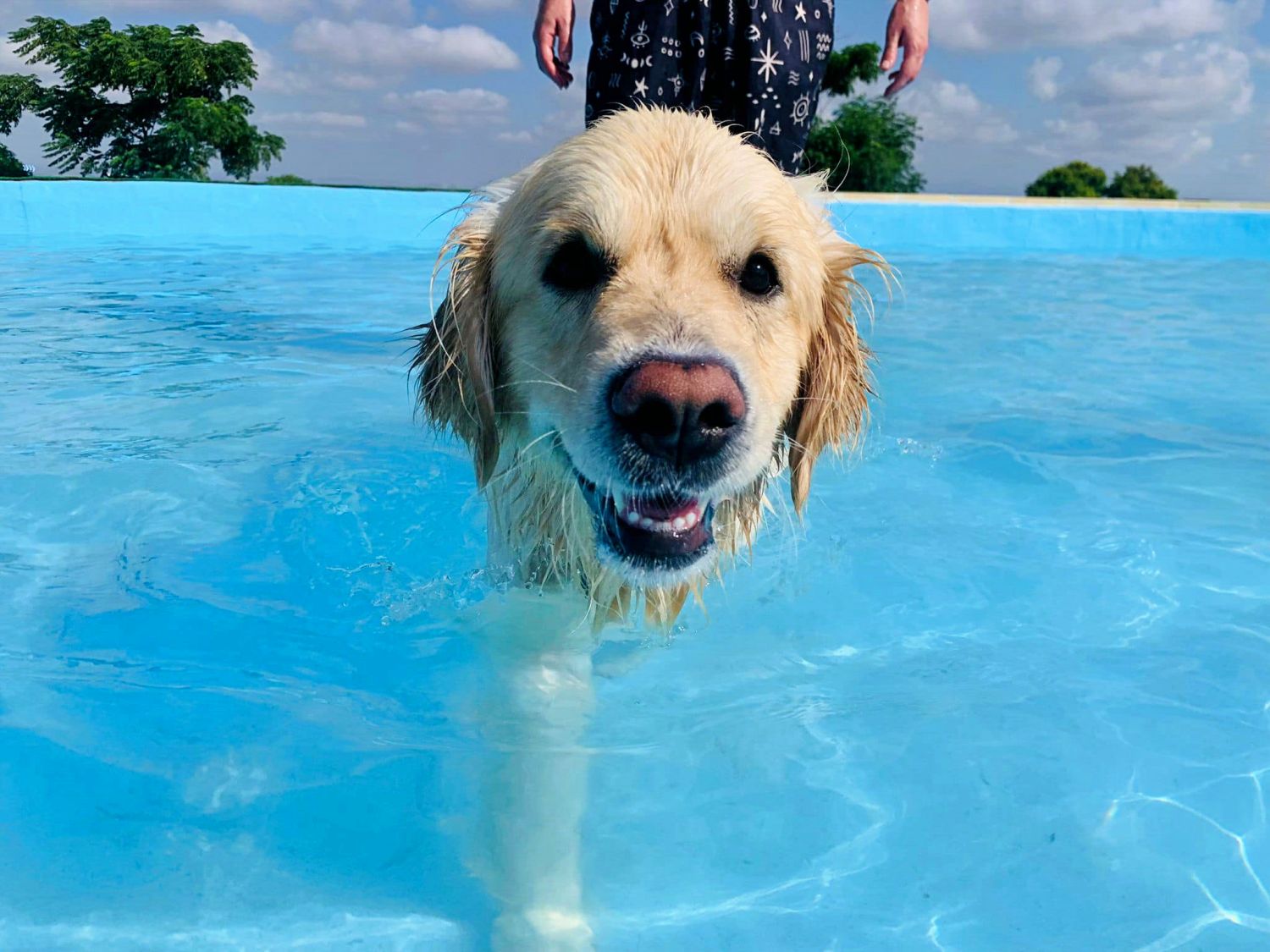 Having fun at Worldog: Aquapark Canino