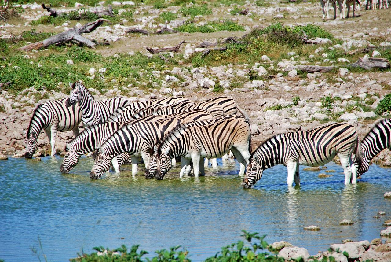 Zebra at the waterhole in Etosha